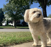 DogDays - Photo 2 - Car repair in , Columbus
