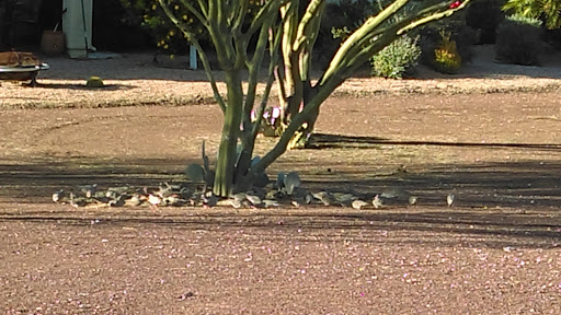 Home Builder «Sun City Anthem at Merrill Ranch by Del Webb», reviews and photos