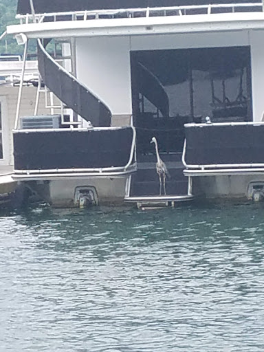 Marina «Mitchell Creek Marina», reviews and photos, 1260 Livingston Boat Dock Rd, Allons, TN 38541, USA