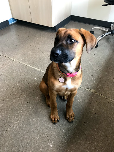 Pet Supply Store «Petco Animal Supplies», reviews and photos, 1265 Sergeant Jon Stiles Dr f, Highlands Ranch, CO 80129, USA