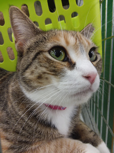 Pet Supply Store «Pet Supplies Plus», reviews and photos, 2201 US-281, Marble Falls, TX 78654, USA