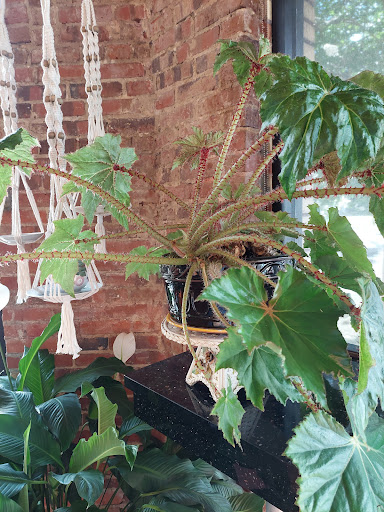 Coffee Shop «Bold Bean Coffee Roasters», reviews and photos, 869 Stockton St, Jacksonville, FL 32204, USA