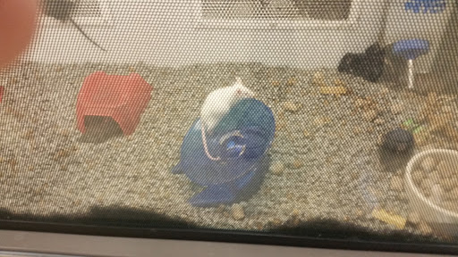 Pet Supply Store «Petco Animal Supplies», reviews and photos, 8213 Hwy 72 W c, Madison, AL 35758, USA