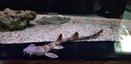 Pet Store «Wet Pets And Friends», reviews and photos, 3695 Washington Rd, Canonsburg, PA 15317, USA