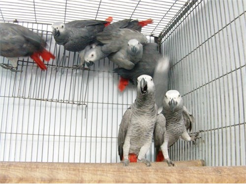 Pet Store «Animal Lovers Pet Shop», reviews and photos, 24028 Vista Montana, Torrance, CA 90505, USA