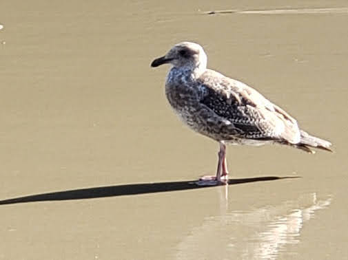 Tourist Attraction «Heceta Head Lighthouse», reviews and photos, 725 Summer St, Florence, OR 97439, USA