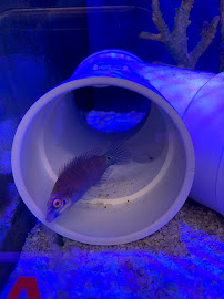 School Of Fish - Photo 4 - Car repair in DeSoto, TX, Grand Prairie