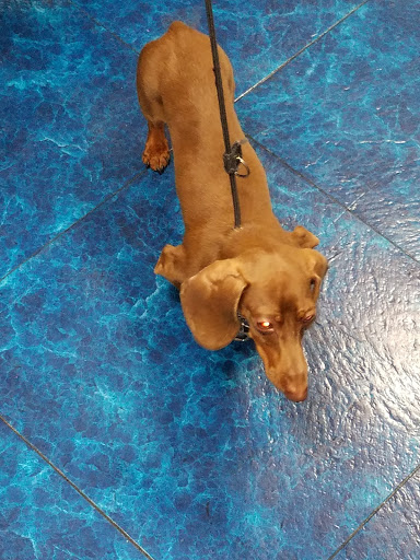 Pet Supply Store «Pet Supermarket», reviews and photos, 4555 Weston Rd, Weston, FL 33331, USA