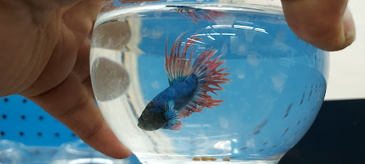 Pet Supply Store «Pet Supermarket», reviews and photos, 2111 N Federal Hwy, Hollywood, FL 33020, USA