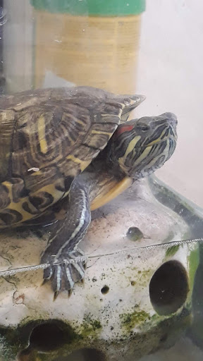 Pati Veteriner Kliniği / Alev Kan Baltacıgil