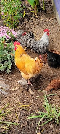 Good Shepherd Pet Care - Photo 4 - Car repair in Northford, CT, New Haven