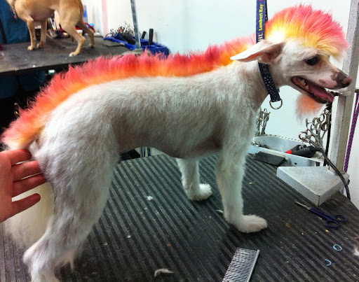 Boutique «Fetching Canine Grooming and Boutique», reviews and photos, 1490 W State Rd 434, Longwood, FL 32750, USA