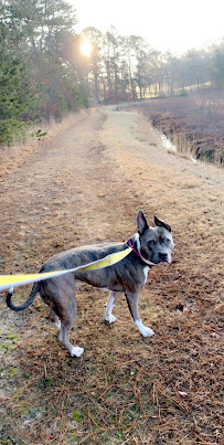 FenwaysBark - Photo 3 - Car repair in , New Bedford