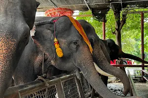 Ayutthaya Elephant Palace & Royal Kraal image