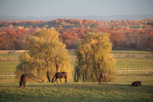 Day Spa «Miracles Day Spa», reviews and photos, 814 Hoagerburgh Rd, Wallkill, NY 12589, USA