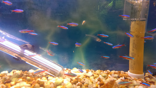 Pet Store «Animal Island Pet Shop», reviews and photos, 14411 S Cicero Ave, Midlothian, IL 60445, USA