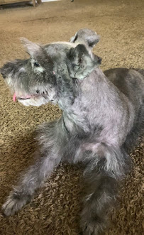 Pet House & Spa - Photo 6 - Car repair in Menifee, CA, Menifee