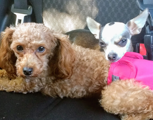 Pet Supply Store «Petco Animal Supplies», reviews and photos, 2255 East Ridge Road, Irondequoit, NY 14622, USA