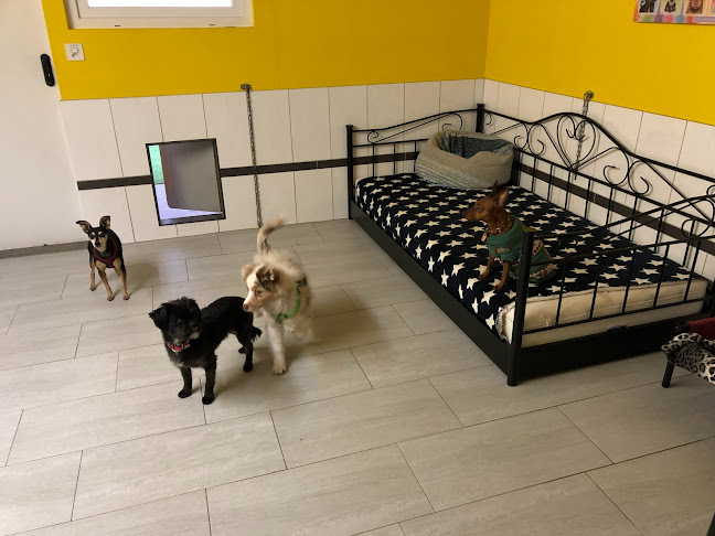 Rezensionen über A3-Tierferienplatz im Aargau, das Tierhotel wo sich Hunde und Katzen wohlfühlen mit der Option zum Familienanschluss in Aarau - Hundeschule
