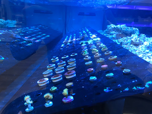 Pro Reef Aquatics image 3