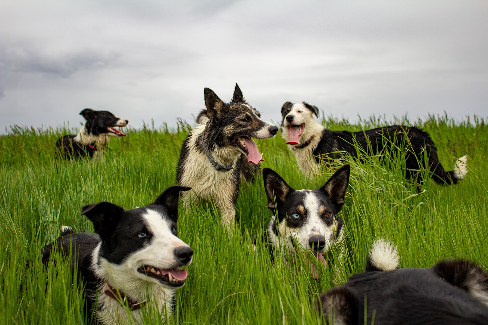 The Canine Training Group