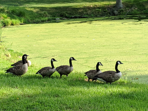 Public Golf Course «Clearview Park Golf Course», reviews and photos, 202-12 Willets Point Blvd, Queens, NY 11360, USA