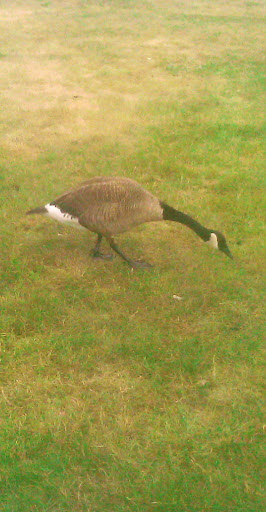 Park «Webber Park», reviews and photos, 4300 Webber Pkwy, Minneapolis, MN 55412, USA