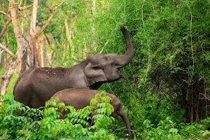 Chandaka Forest image