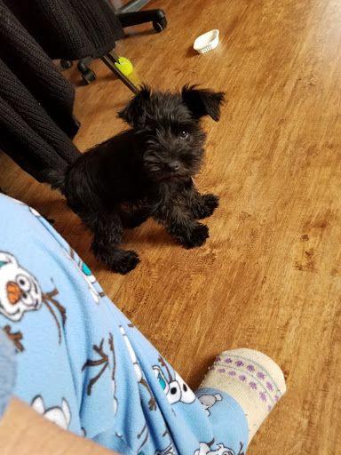 Albany Animal Clinic image