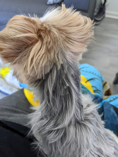 Pet Supply Store «Four Legs Pets Gilberts», reviews and photos, 133 E Higgins Rd, Gilberts, IL 60136, USA