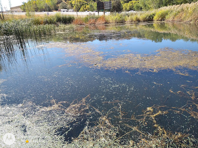 Morgan Trout Farm