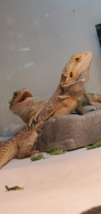 Sabrina's Reptile Kingdom - Photo 6 - Car repair in Cumberland, RI, Providence