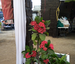 Jardin de Los Angeles Tijuana photo