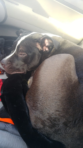 Pet Supply Store «Pet Supplies Plus», reviews and photos, 400 Lowell Ave Suite 14, Haverhill, MA 01832, USA