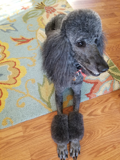 Pet Groomer «Petsense Conway», reviews and photos, 2803 Church St, Conway, SC 29526, USA