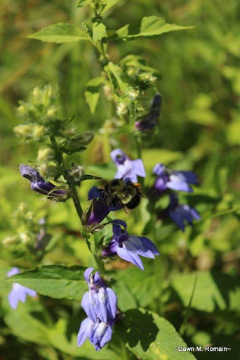 Nature Preserve «Beaver Meadow Audubon Center», reviews and photos, 1610 Welch Rd, Java Center, NY 14082, USA