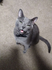 Pet-Agree - Photo 5 - Car repair in , Grand Rapids