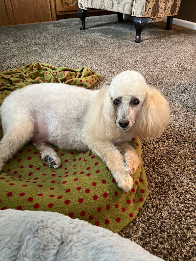 Pet Groomer «Pause 4 Paws Pet Grooming And Hotel», reviews and photos, 3770 W County Line Rd, Douglasville, GA 30135, USA