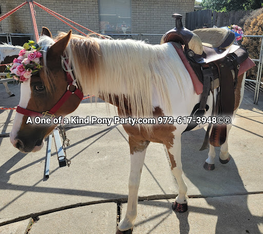 Zoo «A One of A Kind Pony Party», reviews and photos, 912 Bells Chapel Cir, Waxahachie, TX 75165, USA