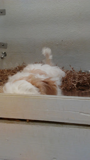 Pet Store «Puppy City», reviews and photos, 3343 Valley Pike, Winchester, VA 22602, USA