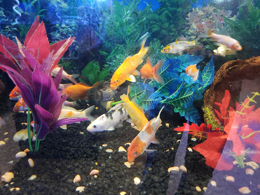 Pet Supply Store «Petco Animal Supplies», reviews and photos, 5565 S Virginia St, Reno, NV 89502, USA