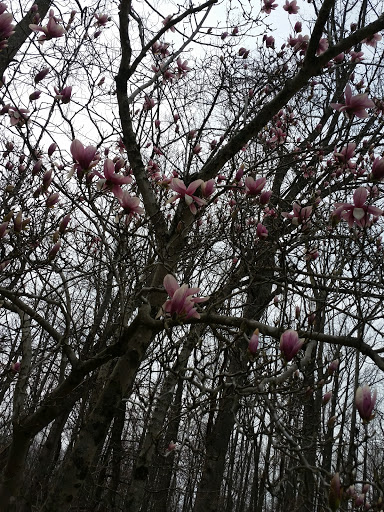 Park «Watkins Regional Park», reviews and photos, 301 Watkins Park Dr, Upper Marlboro, MD 20774, USA