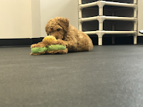 Lucky Pet - Photo 4 - Car repair in Tampa, FL, Tampa