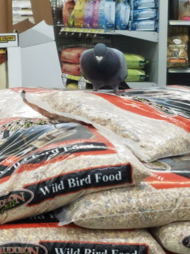 Pet Store «Pet Club South San Francisco», reviews and photos, 1 Chestnut Ave, South San Francisco, CA 94080, USA