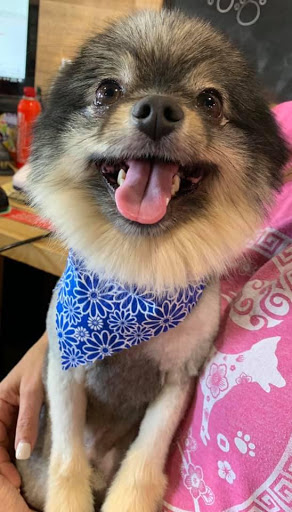 Pet Groomer «Woof Gang Bakery Rockwall», reviews and photos, 832 Steger Towne Rd, Rockwall, TX 75032, USA