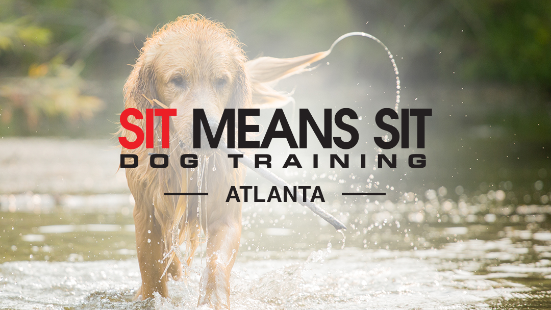 Sit Means Sit Dog Training Atlanta