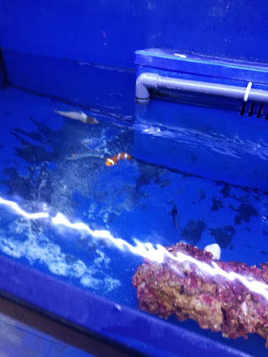 Tropical Fish Store «Aquatic Wildlife Co», reviews and photos, 70 Buckland Rd, South Windsor, CT 06074, USA