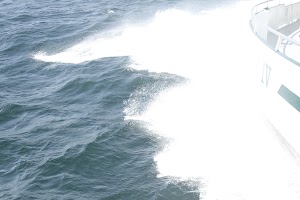 7 Seas Whale Watch - photo 73