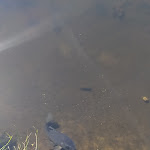 Photo n° 32 de l'avis de Didier.o fait le 07/09/2021 à 11:41 pour Parc de Saleccia à L'Île-Rousse