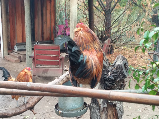 Gift Shop «Rose & Thorn», reviews and photos, 10050 Bodega Hwy, Sebastopol, CA 95472, USA